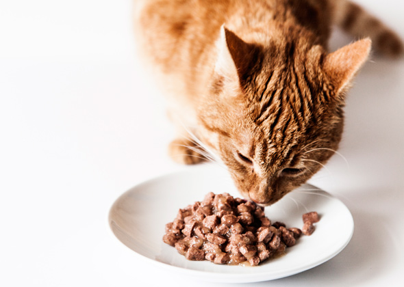 cibo umido gatto